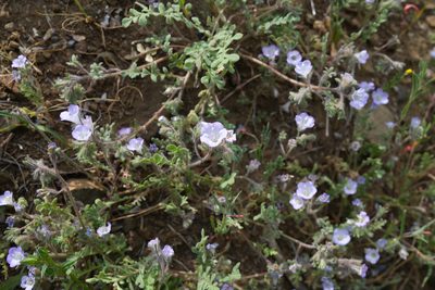 Phacelia douglasii, photographed by paulexcoff