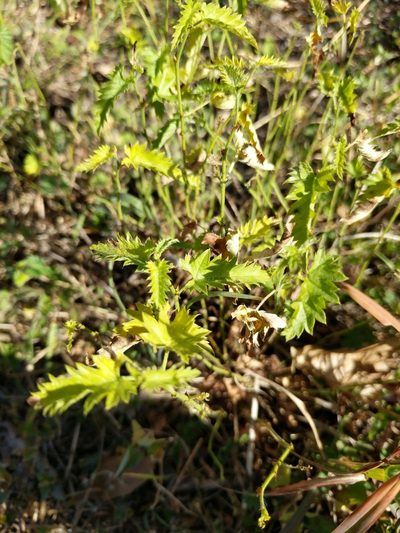 Tragia brevispica, photographed by Alison Northup