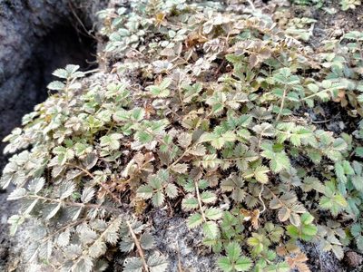Argentina anserinoides, photographed by John Barkla