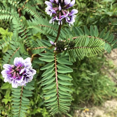 Astragalus garbancillo, photographed by Cassidy Best