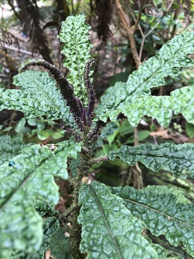 Cyanea stictophylla, photographed by Preston-Eric Hamren