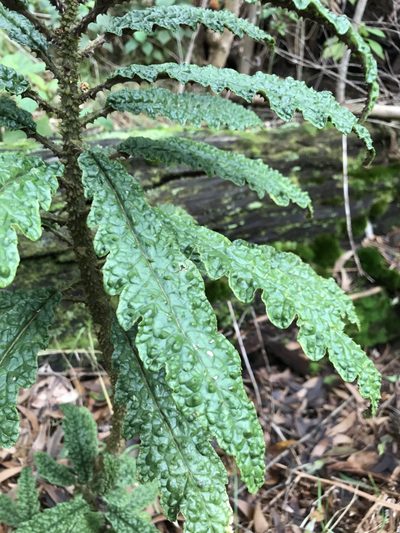 Cyanea stictophylla, photographed by Preston-Eric Hamren
