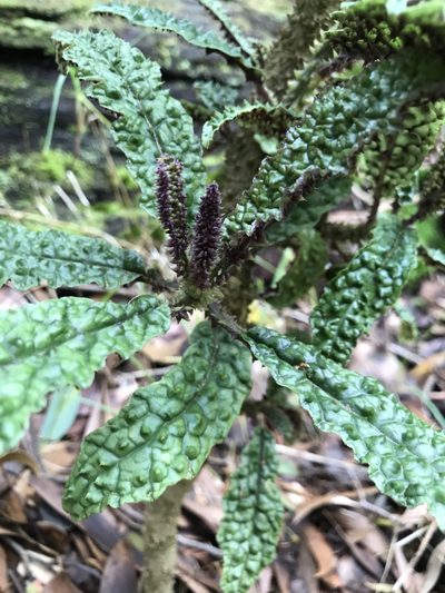 Cyanea stictophylla, photographed by Preston-Eric Hamren