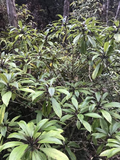 Clermontia parviflora, photographed by Preston-Eric Hamren