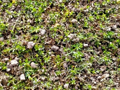 Hydrogalium perpusillum, photographed by John Barkla