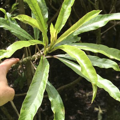 Clermontia clermontioides, photographed by Preston-Eric Hamren