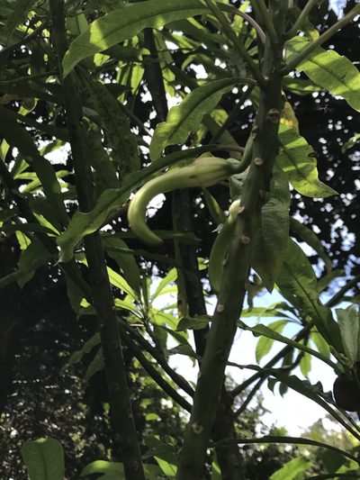 Clermontia clermontioides, photographed by Preston-Eric Hamren