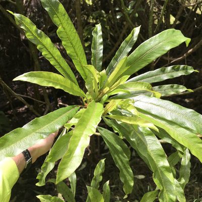 Clermontia clermontioides, photographed by Preston-Eric Hamren