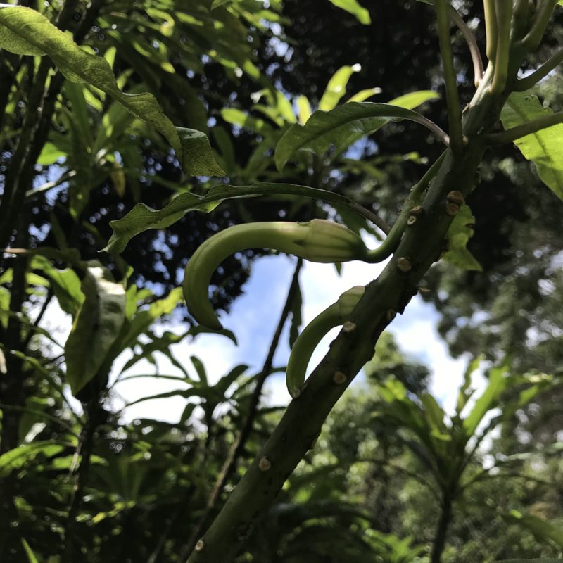 Clermontia clermontioides, photographed by Preston-Eric Hamren