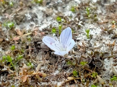 Veronica lilliputiana, photographed by John Barkla
