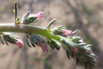 Sairocarpus coulterianus, photographed by Madeleine Claire
