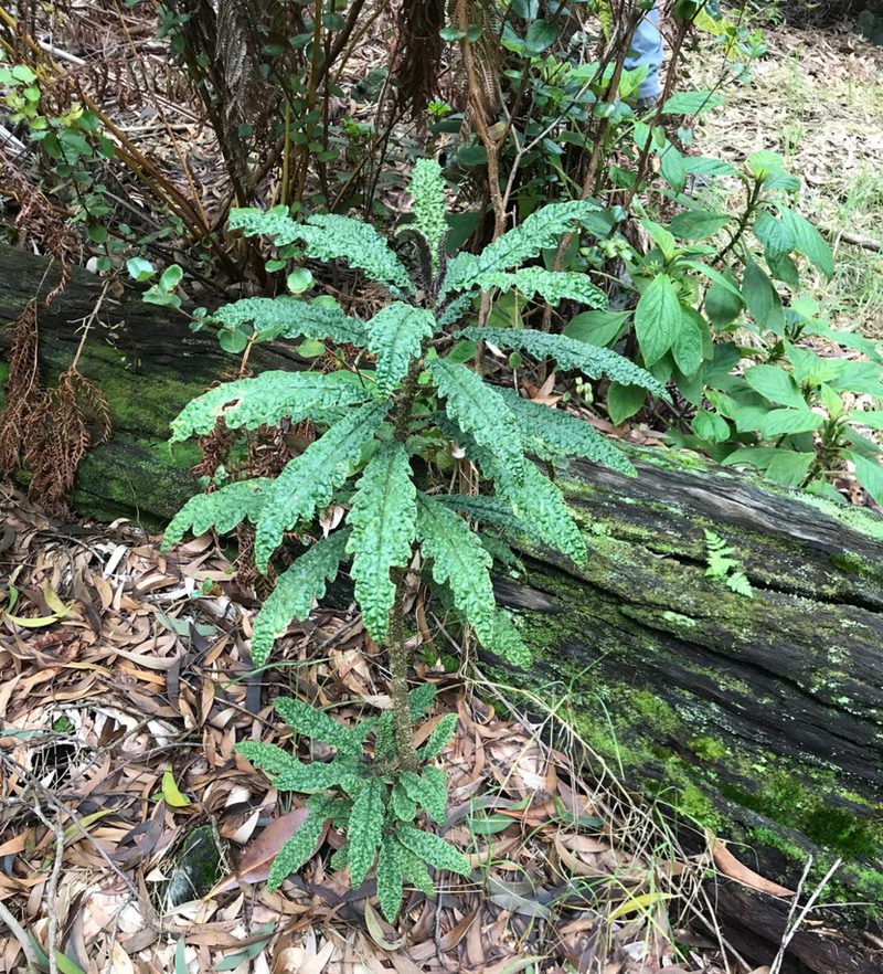Cyanea stictophylla, photographed by Preston-Eric Hamren