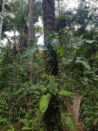 Philodendron barrosoanum, photographed by Jonghyun Park