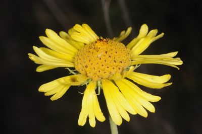 Gaillardia megapotamica, photographed by aacocucci