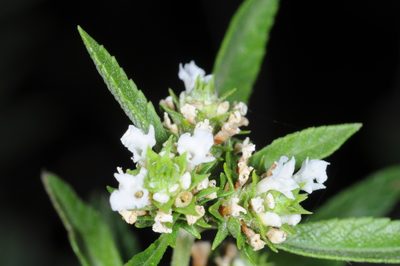 Lippia turbinata, photographed by aacocucci