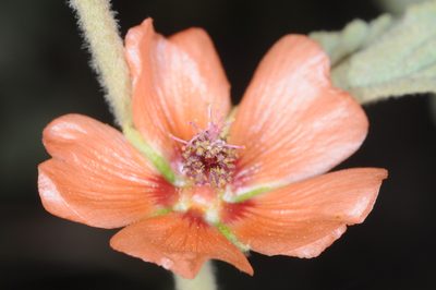 Sphaeralcea cordobensis, photographed by aacocucci