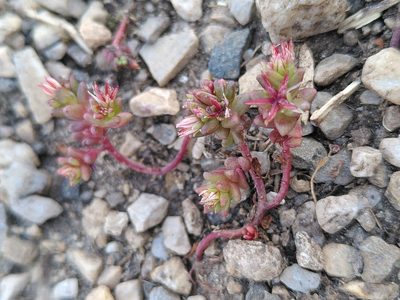Sedum cespitosum, photographed by Yves Bas