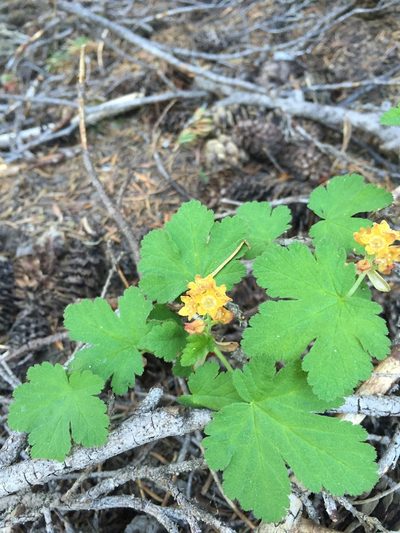 Ribes erythrocarpum, photographed by Amelia Tauber