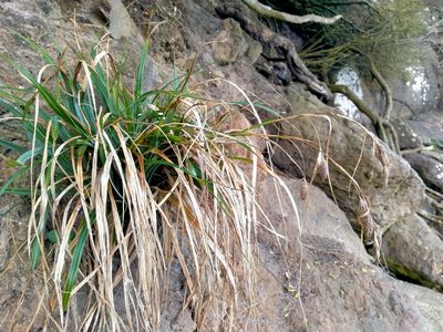 Carex trifida, photographed by John Barkla