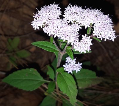 Stevia triflora, photographed by Eugenio Padilla