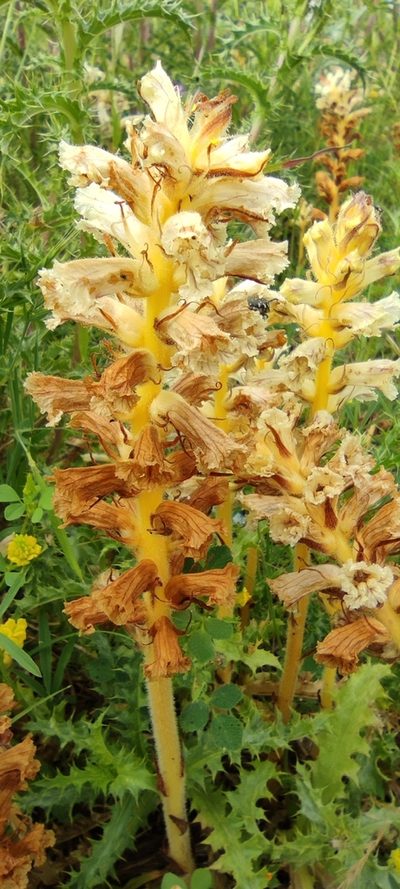 Orobanche balsensis, photographed by Santiago Martín-Bravo