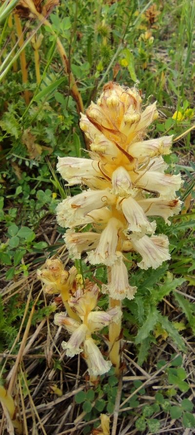 Orobanche balsensis, photographed by Santiago Martín-Bravo