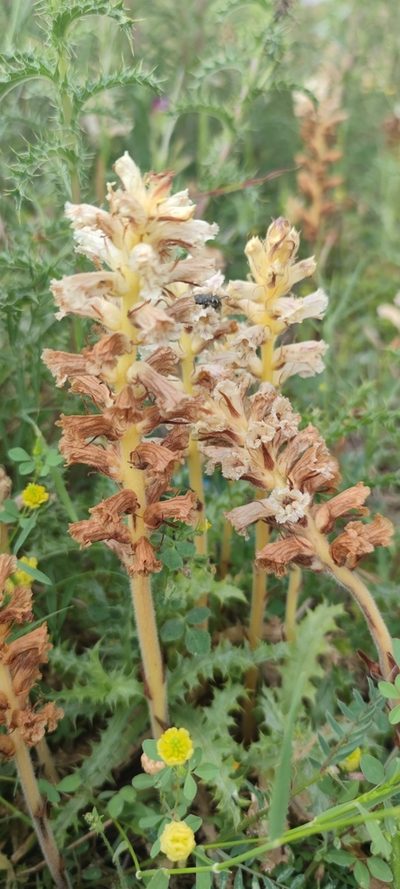Orobanche balsensis, photographed by Santiago Martín-Bravo
