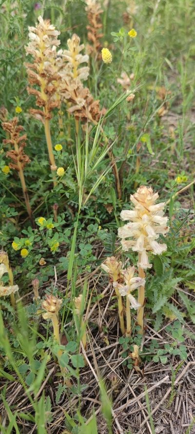 Orobanche balsensis, photographed by Santiago Martín-Bravo