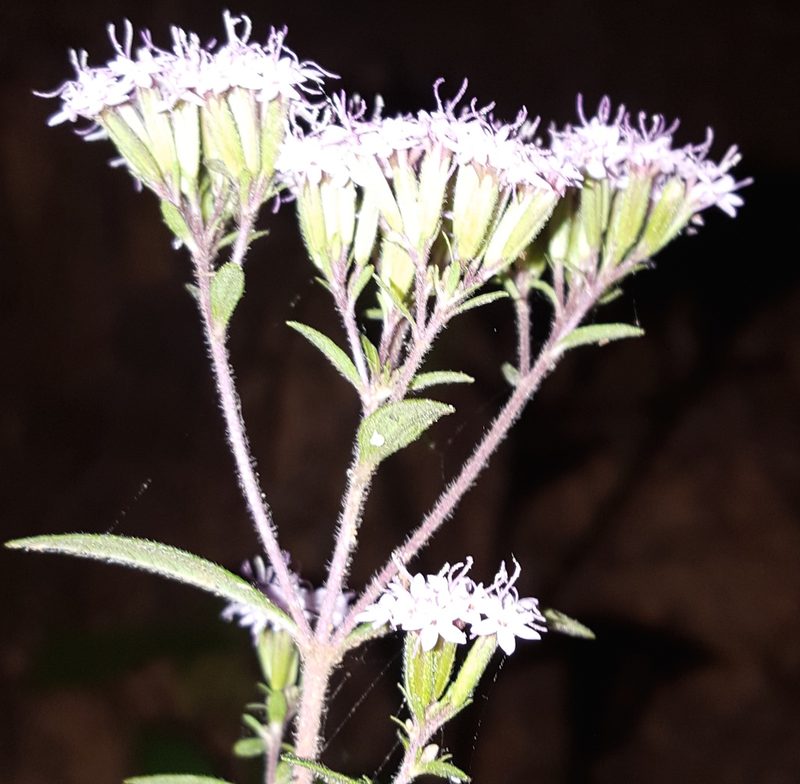 Stevia triflora, photographed by Eugenio Padilla