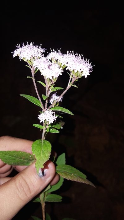 Stevia triflora, photographed by Eugenio Padilla