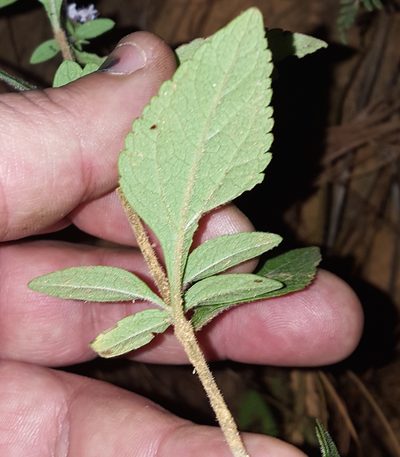 Stevia triflora, photographed by Eugenio Padilla