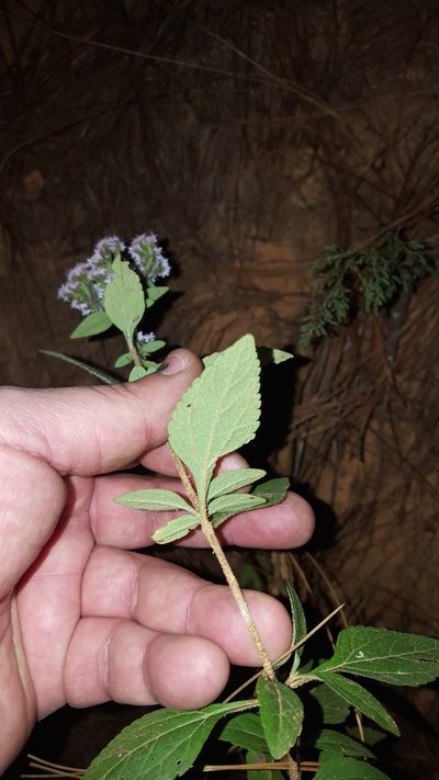 Stevia triflora, photographed by Eugenio Padilla