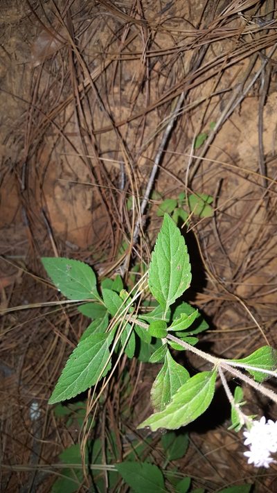 Stevia triflora, photographed by Eugenio Padilla