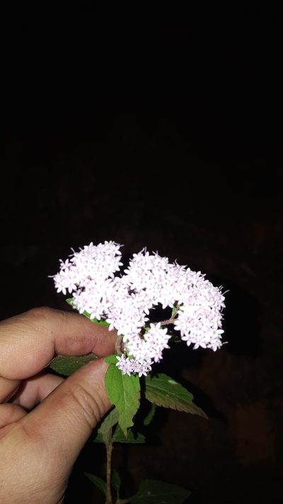 Stevia triflora, photographed by Eugenio Padilla