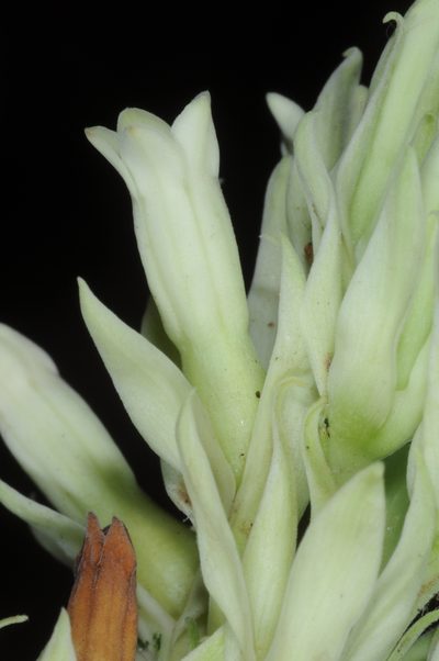 Mandevilla pentlandiana, photographed by aacocucci