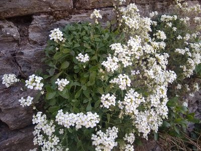 Arabis caucasica, photographed by Thom Starnes