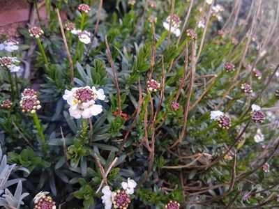 Iberis sempervirens, photographed by Thom Starnes