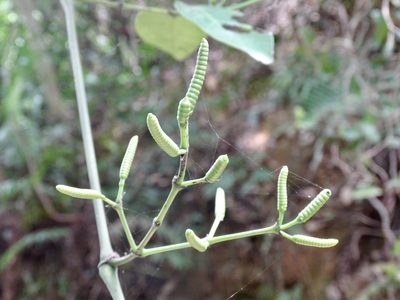 Gnetum luofuense, photographed by Toby Y