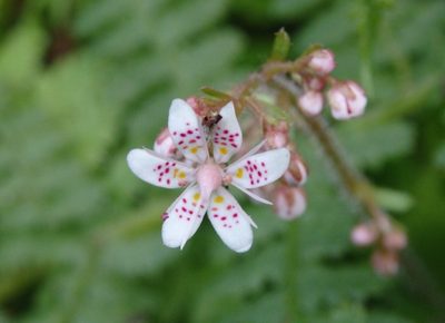Saxifraga spathularis, photographed by Carminda Santos