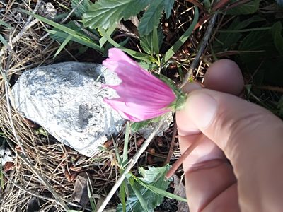 Malope malacoides, photographed by Karim Haddad