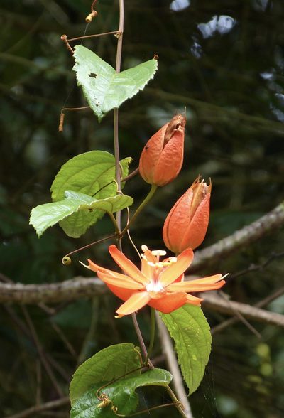 Passiflora coccinea, photographed by Jean-Paul Boerekamps