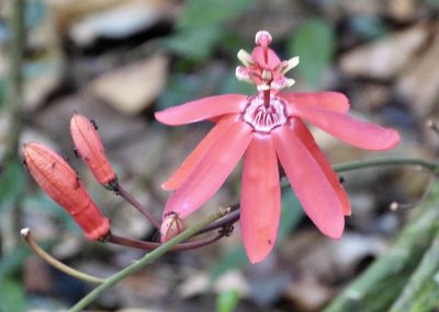 Passiflora glandulosa, photographed by Jean-Paul Boerekamps