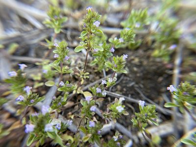 Pogogyne serpylloides, photographed by Daniel Das