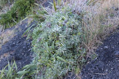 Brachyglottis greyi, photographed by Joe Dillon