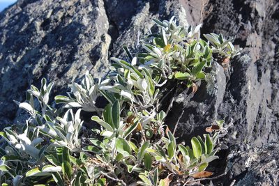 Brachyglottis greyi, photographed by Joe Dillon