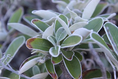 Brachyglottis greyi, photographed by Joe Dillon