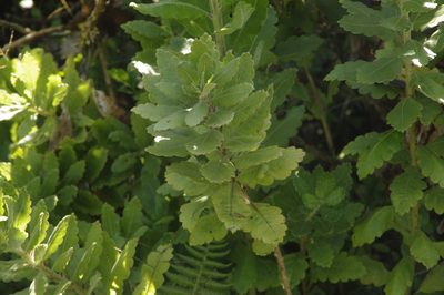 Cantua quercifolia, photographed by Eric Knight