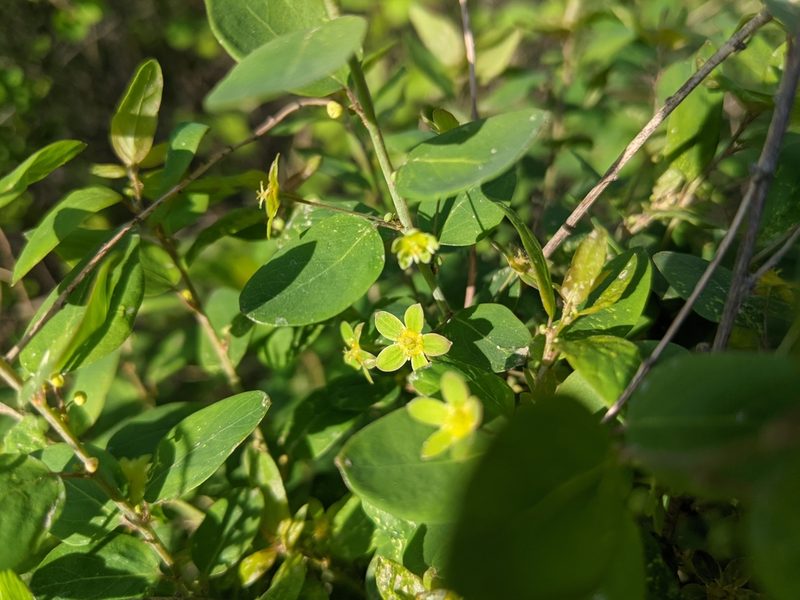 Leptopus chinensis, photographed by shizhao