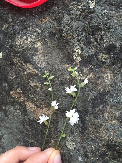 Lithophragma bolanderi, photographed by Amelia Tauber