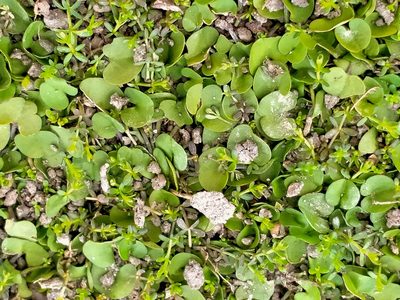 Dichondra brevifolia, photographed by John Barkla